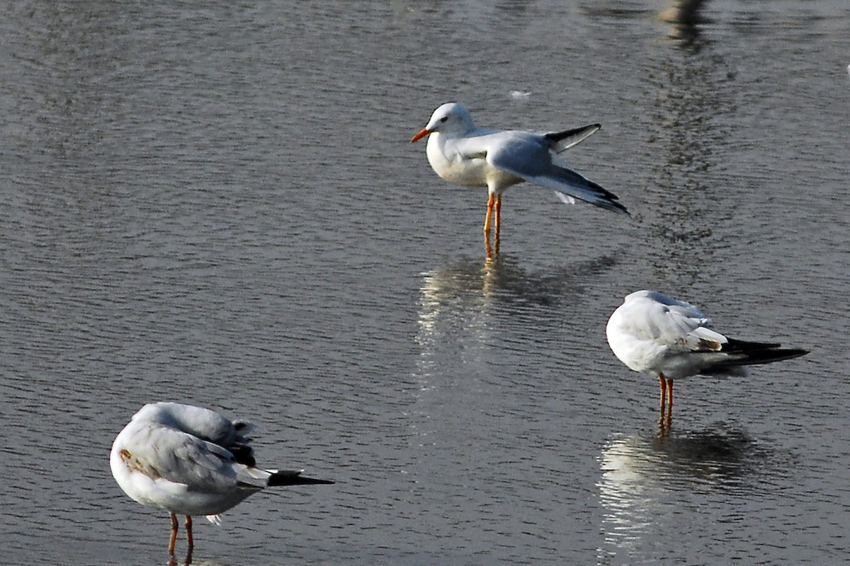 Slender-billed Gull - ML646032933