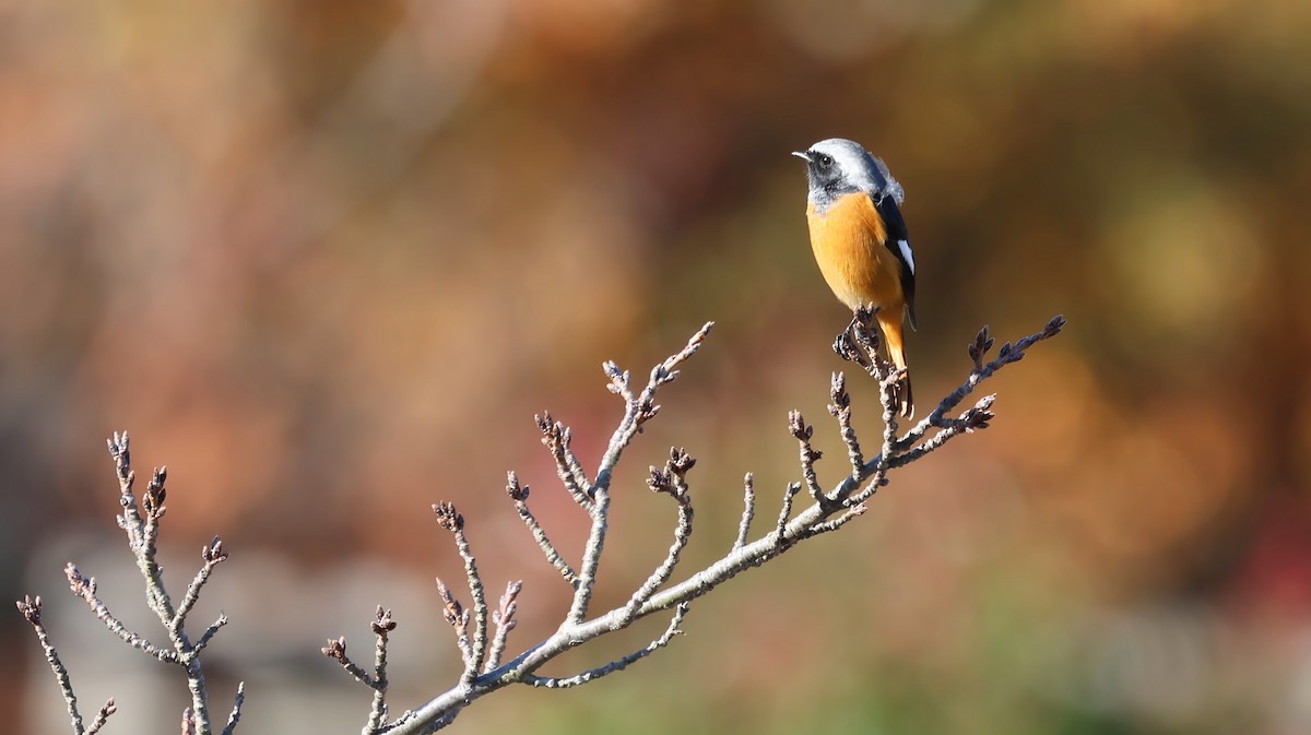 aurorarødstjert - ML646032934