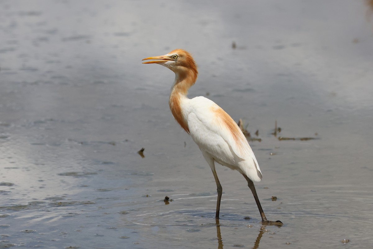 bøffelhegre - ML646032935