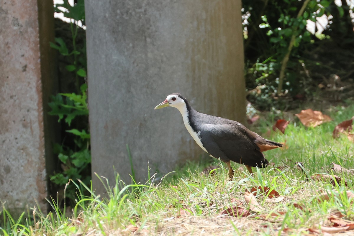 hvitbrystrikse - ML646032936