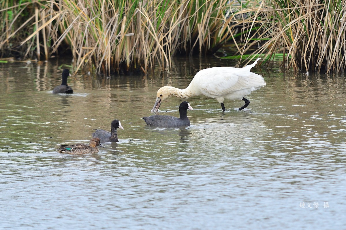 Eurasian Coot - ML646032937