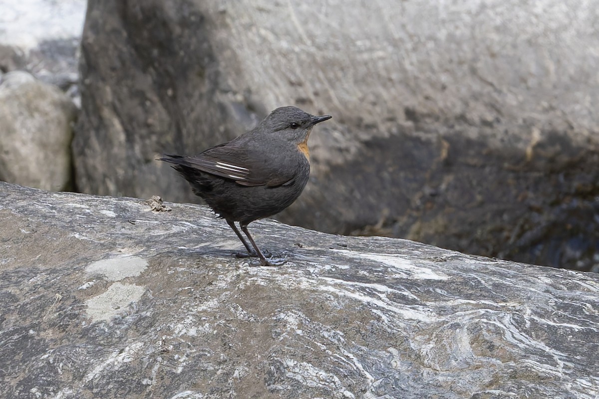 Rufous-throated Dipper - ML646032938