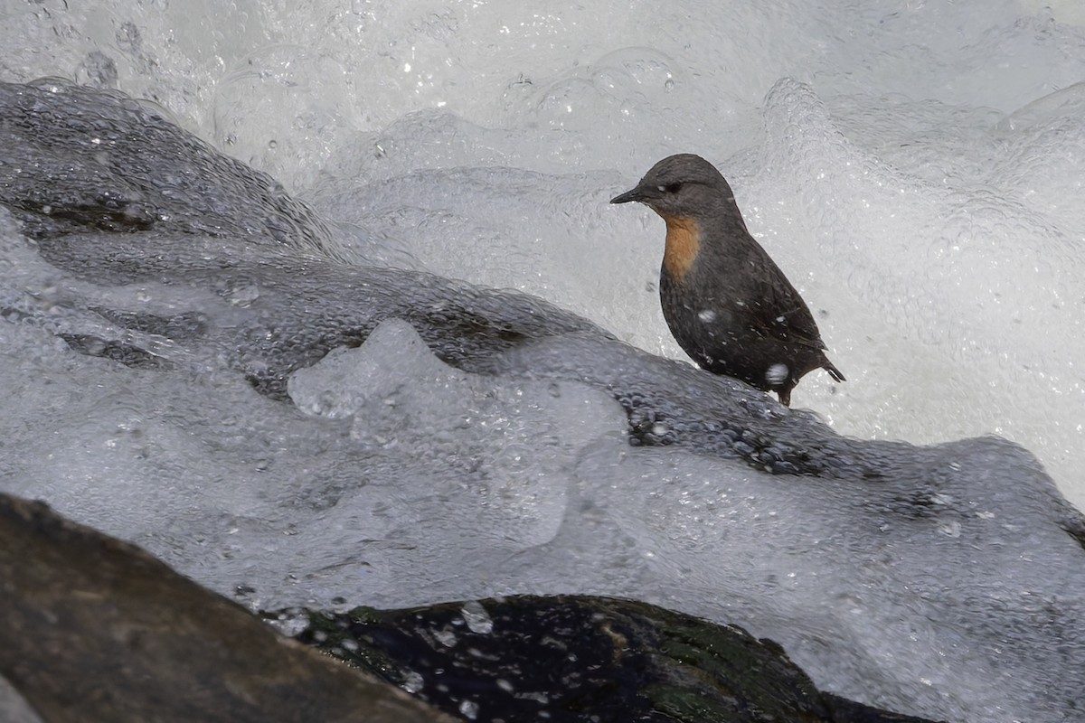 Rufous-throated Dipper - ML646032939