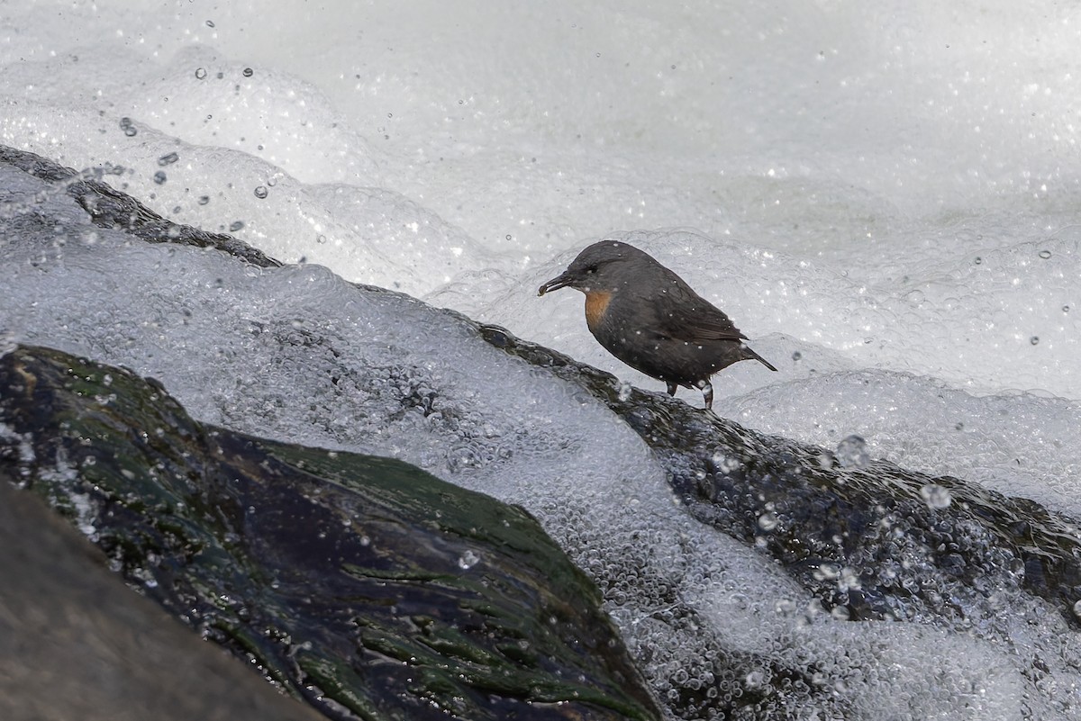 Rufous-throated Dipper - ML646032940