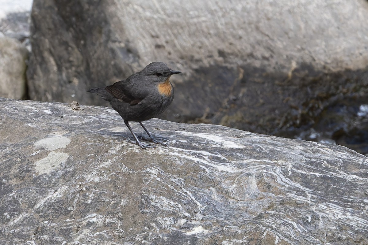 Rufous-throated Dipper - ML646032941
