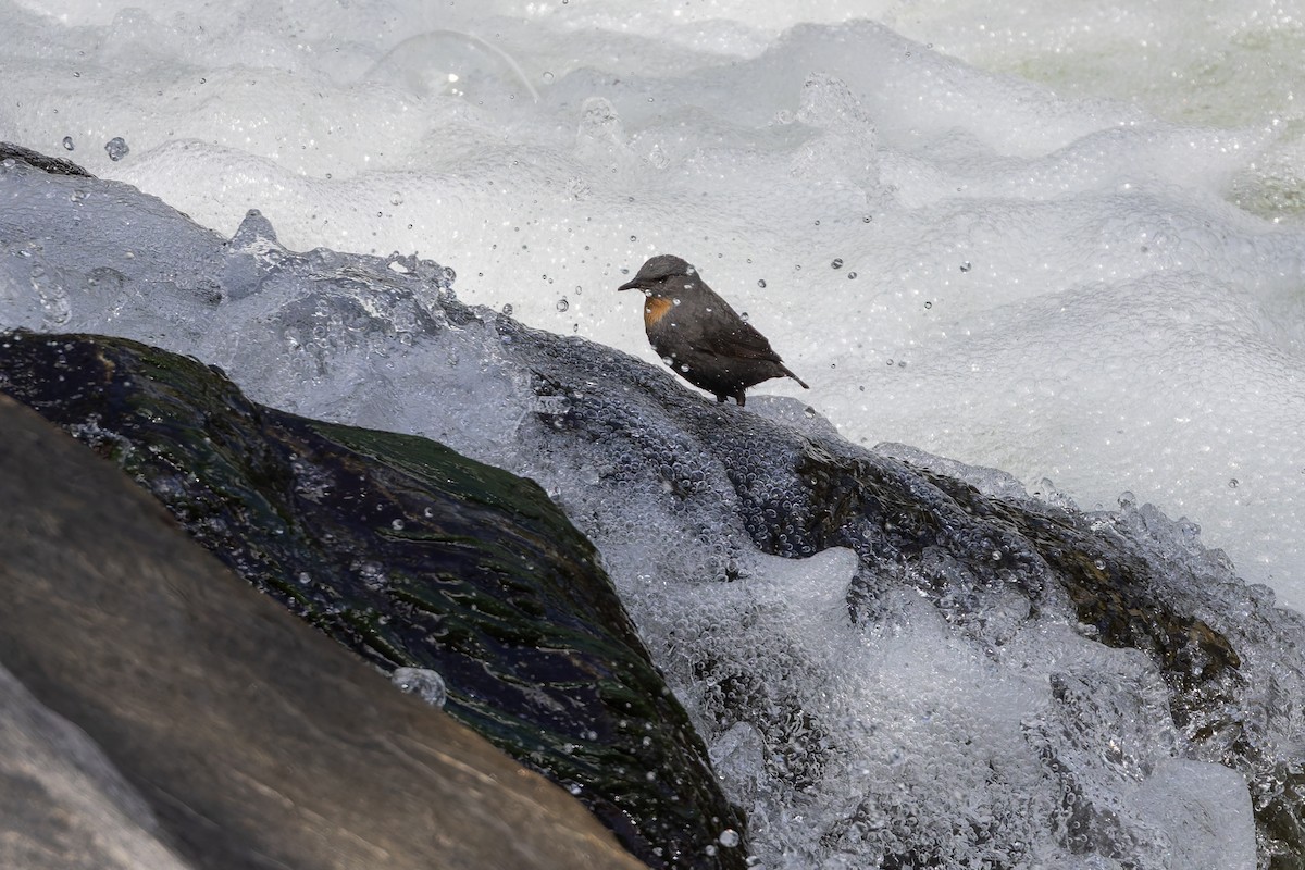 Rufous-throated Dipper - ML646032942