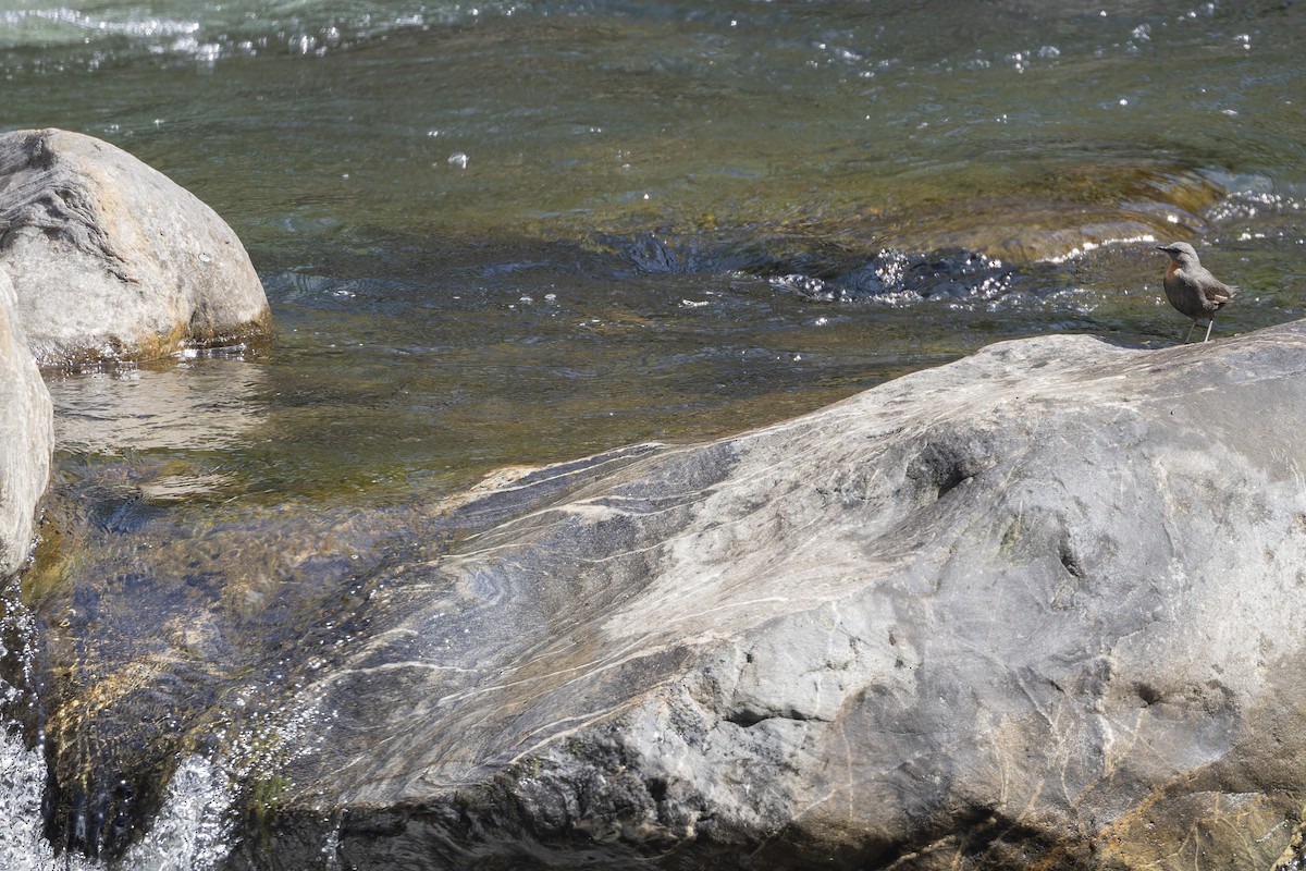 Rufous-throated Dipper - ML646032943