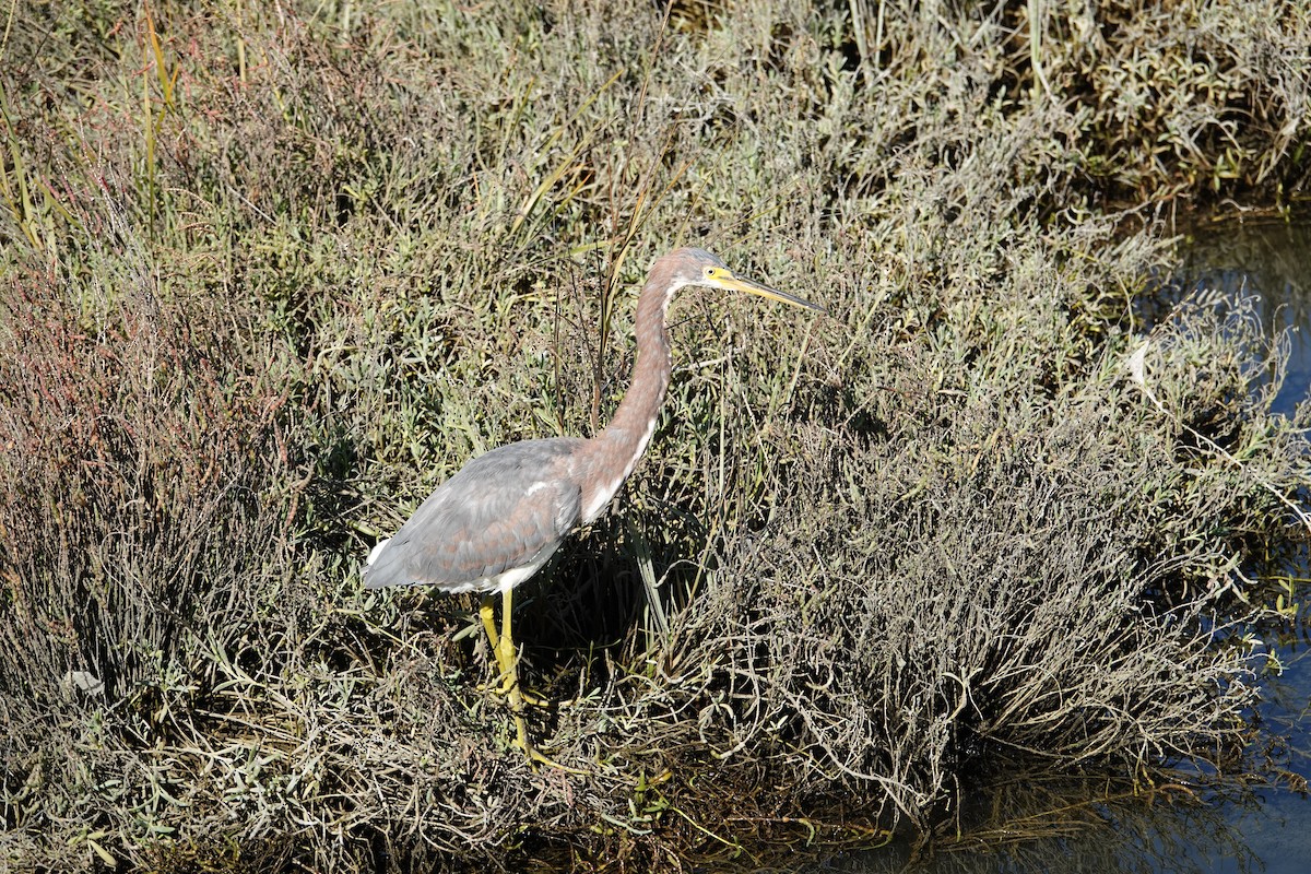 Tricolored Heron - ML646032948