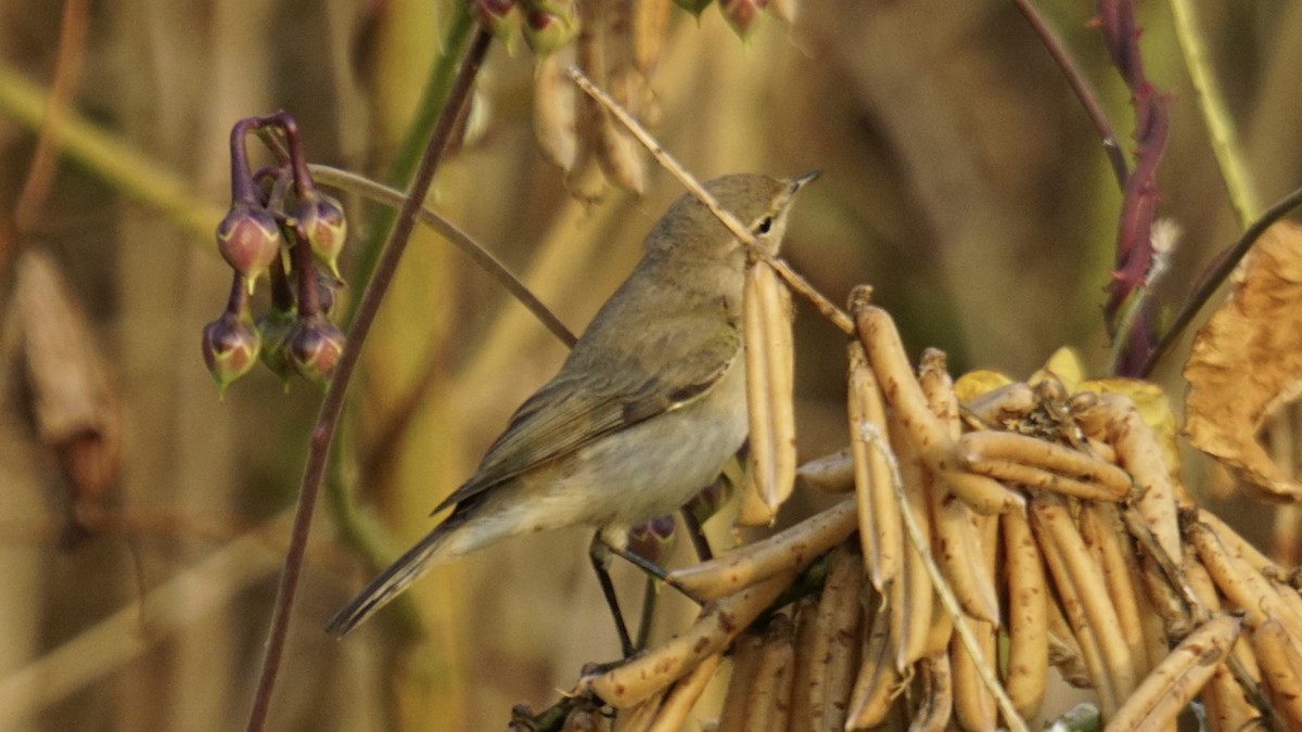 Luì piccolo - ML646032949