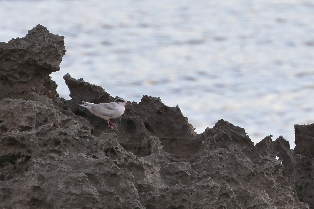 svartnakketerne - ML646032953