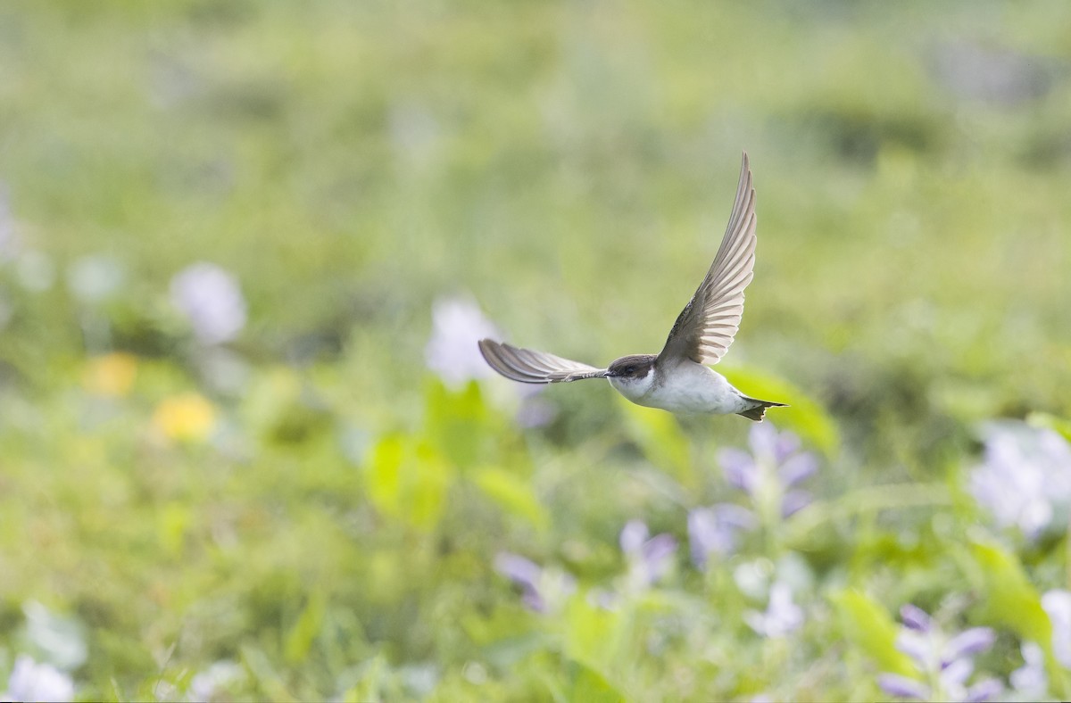 Asian House-Martin - ML646032955