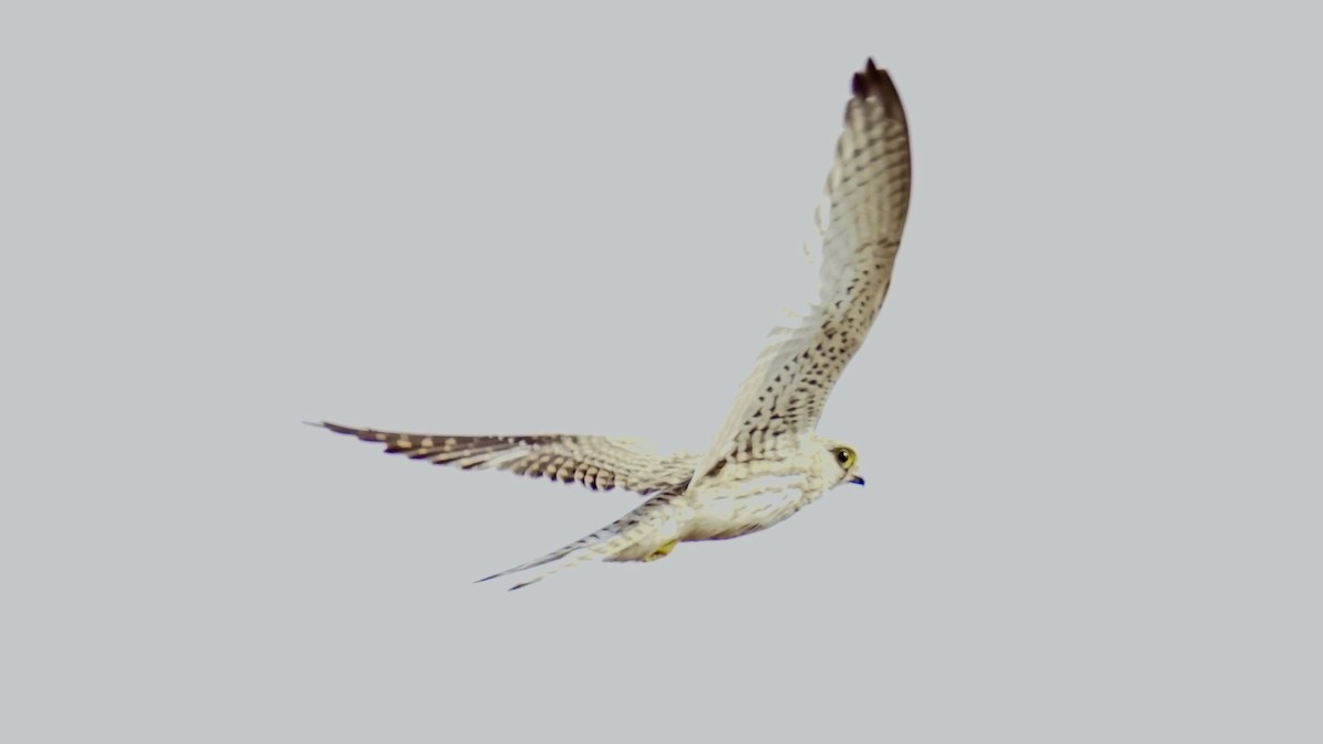 Gheppio - ML646032959