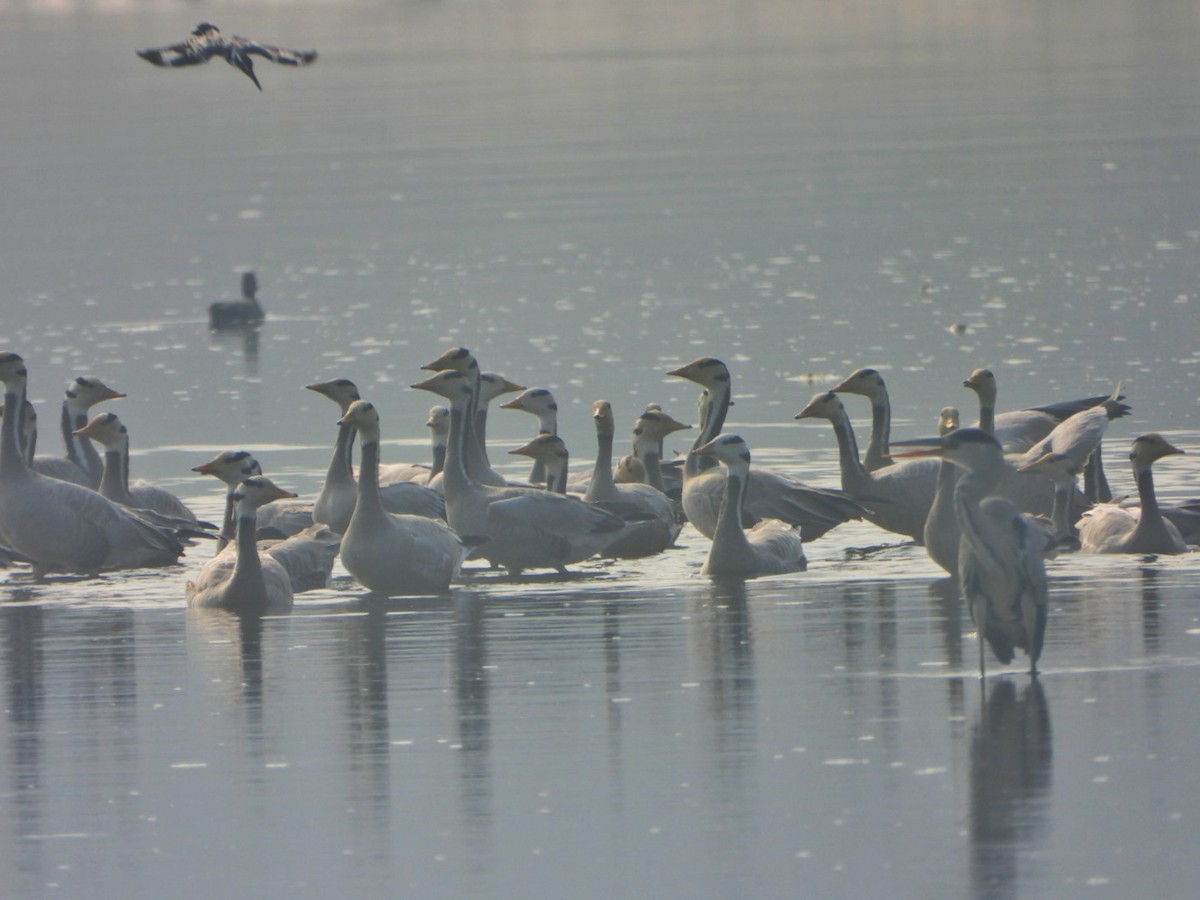 Гуска гірська - ML646032960