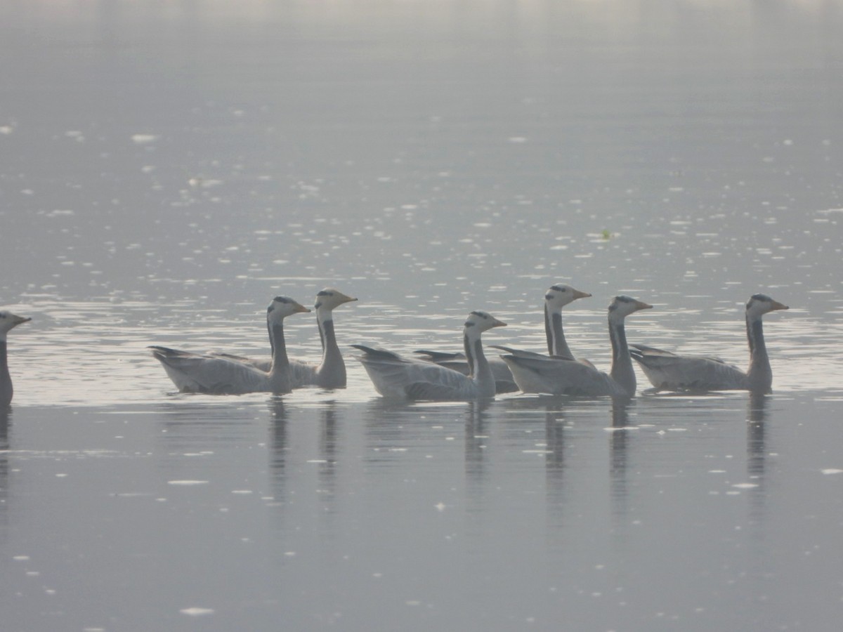 Гуска гірська - ML646032961