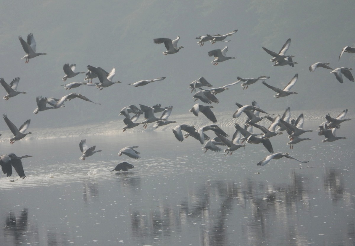 Гуска гірська - ML646032962