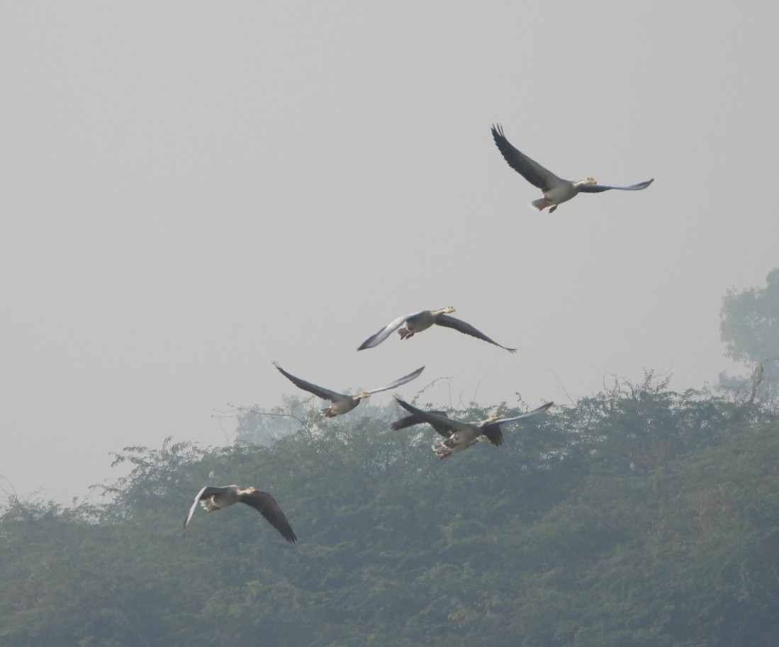 Гуска гірська - ML646032963