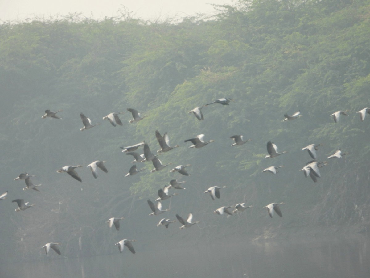 Гуска гірська - ML646032964