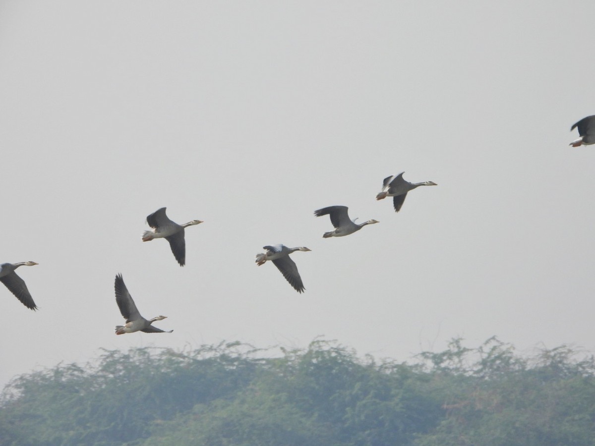 Гуска гірська - ML646032965