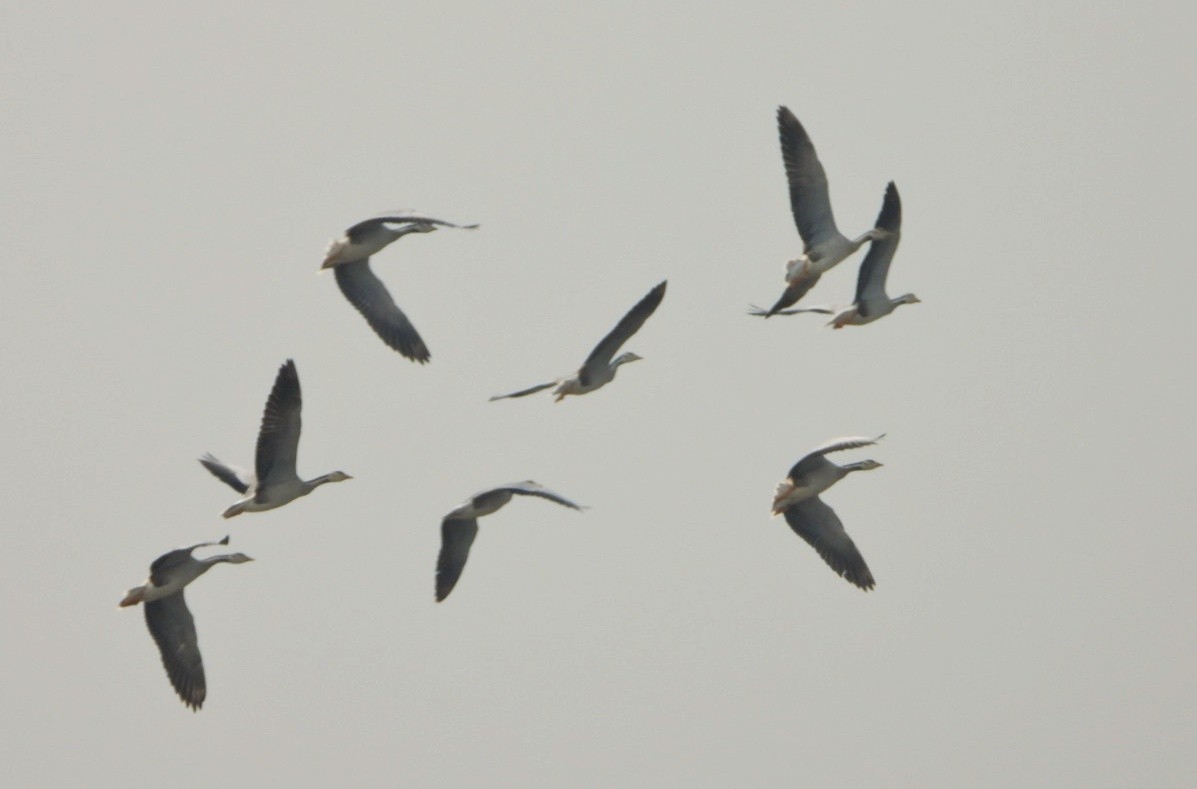 Гуска гірська - ML646032966