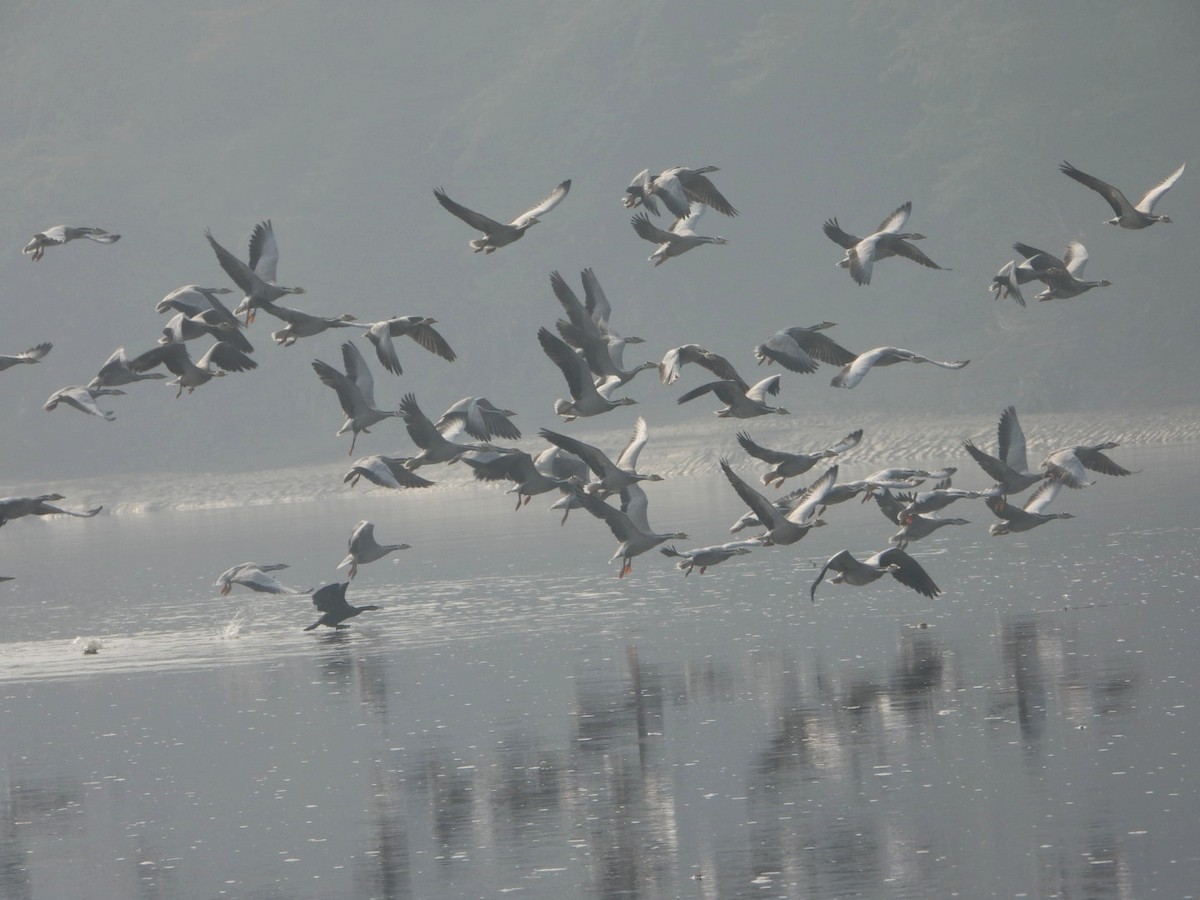 Гуска гірська - ML646032967