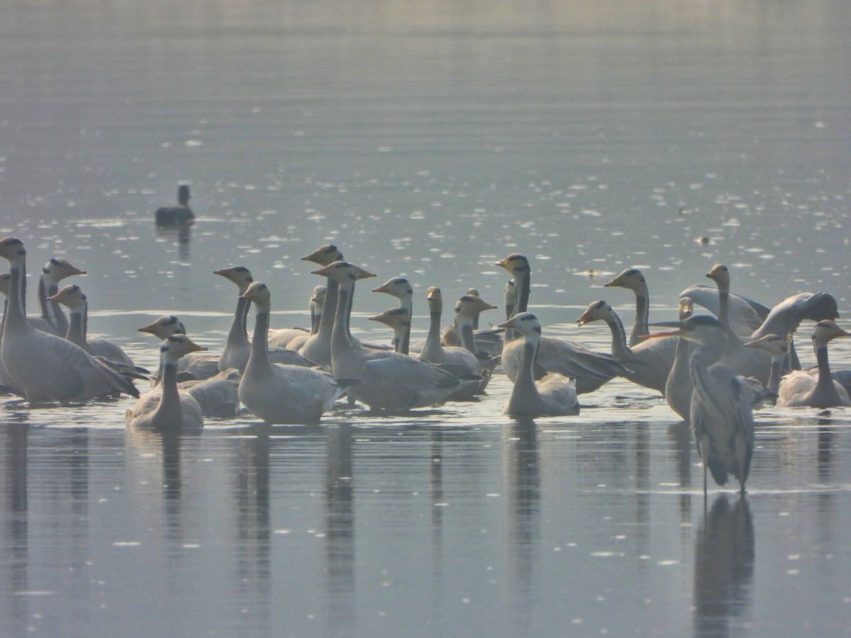 Гуска гірська - ML646032968