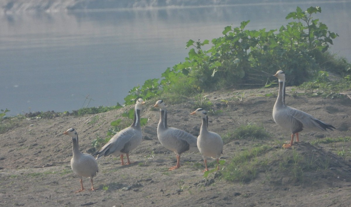 Гуска гірська - ML646032969