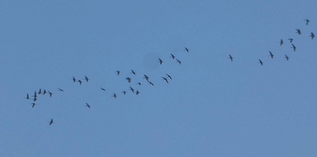 Sandhill Crane - ML646032970