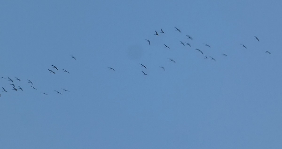 Sandhill Crane - ML646032971