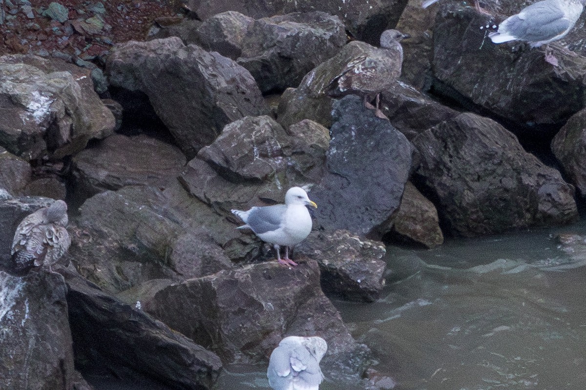 Kaio hegalzuria (kumlieni) - ML646032982