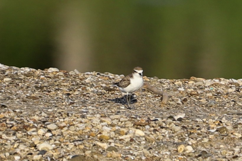 Red-capped Plover - ML646032986