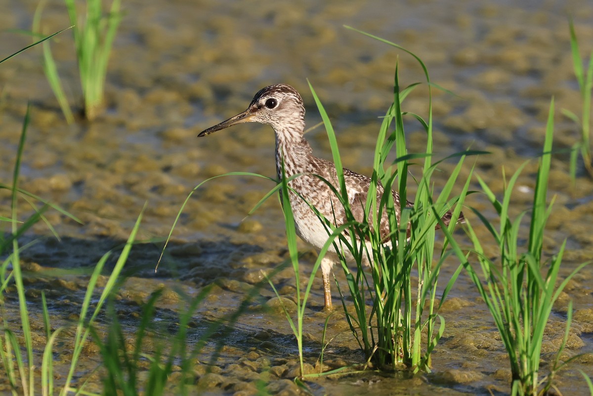Wood Sandpiper - ML646032988