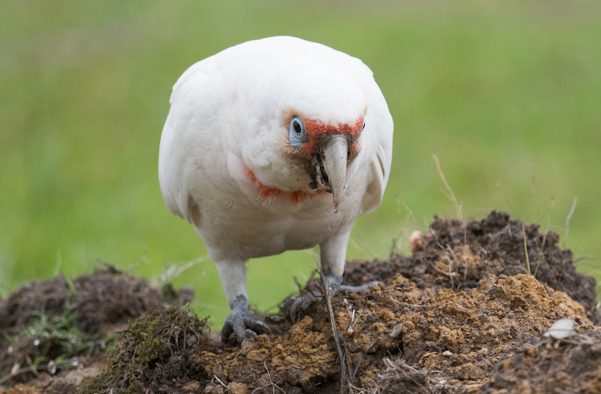 Long-billed Corella - ML646032989