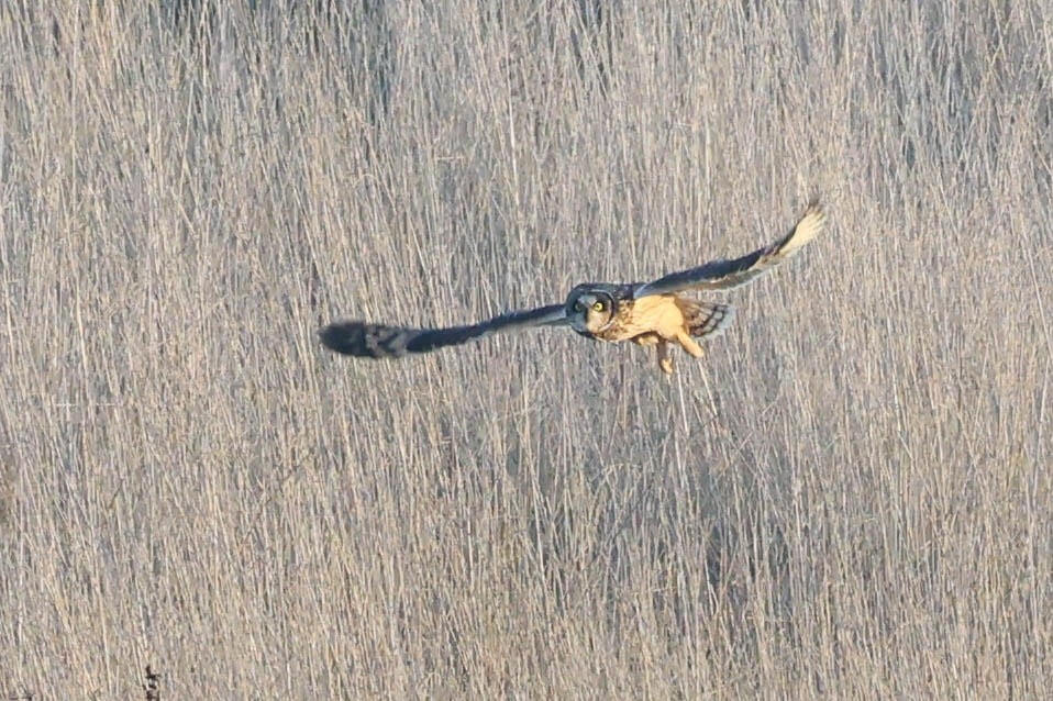 Short-eared Owl - ML646032990