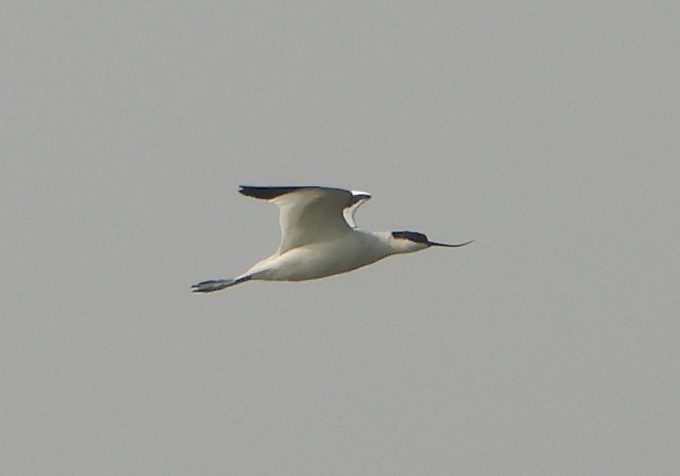 Pied Avocet - ML646032991