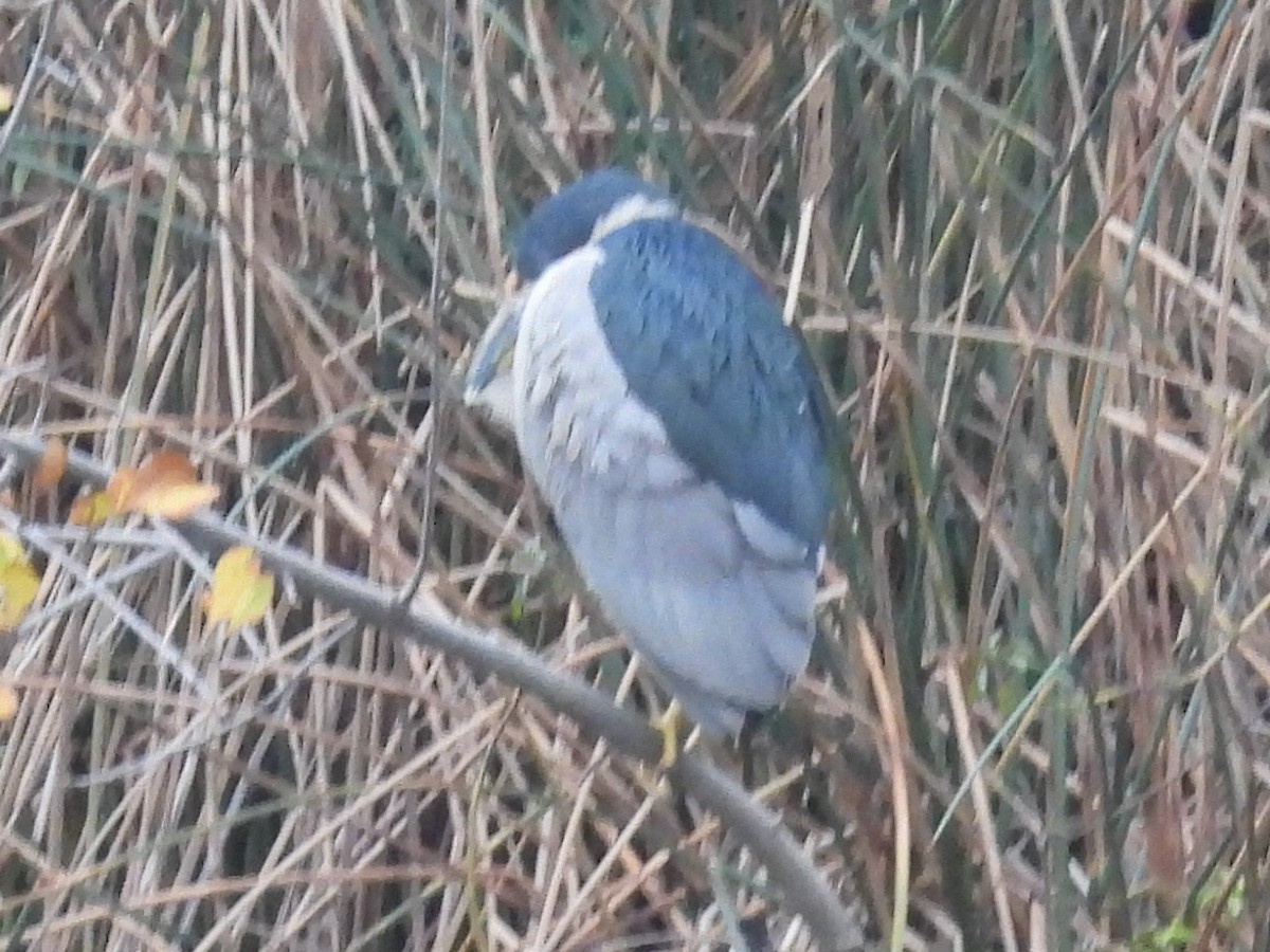 Black-crowned Night Heron - ML646032992