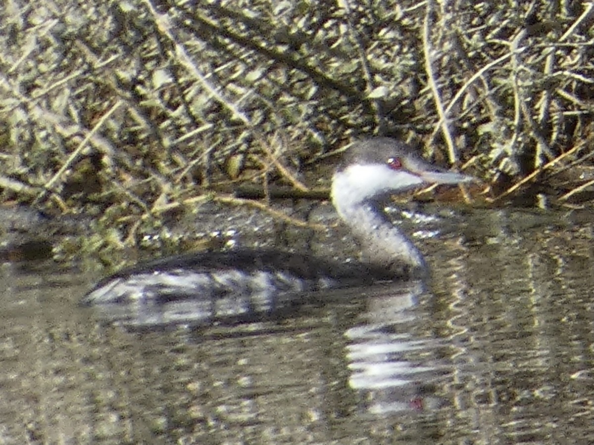 Horned Grebe - ML646032993
