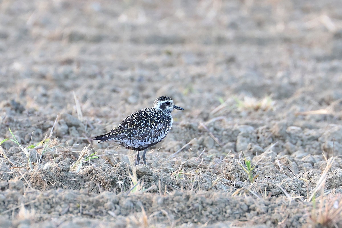 Pacific Golden-Plover - ML646032994
