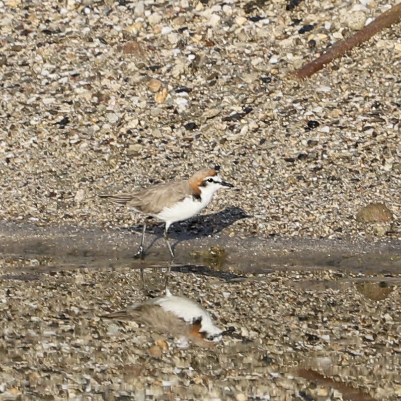 Red-capped Plover - ML646032995