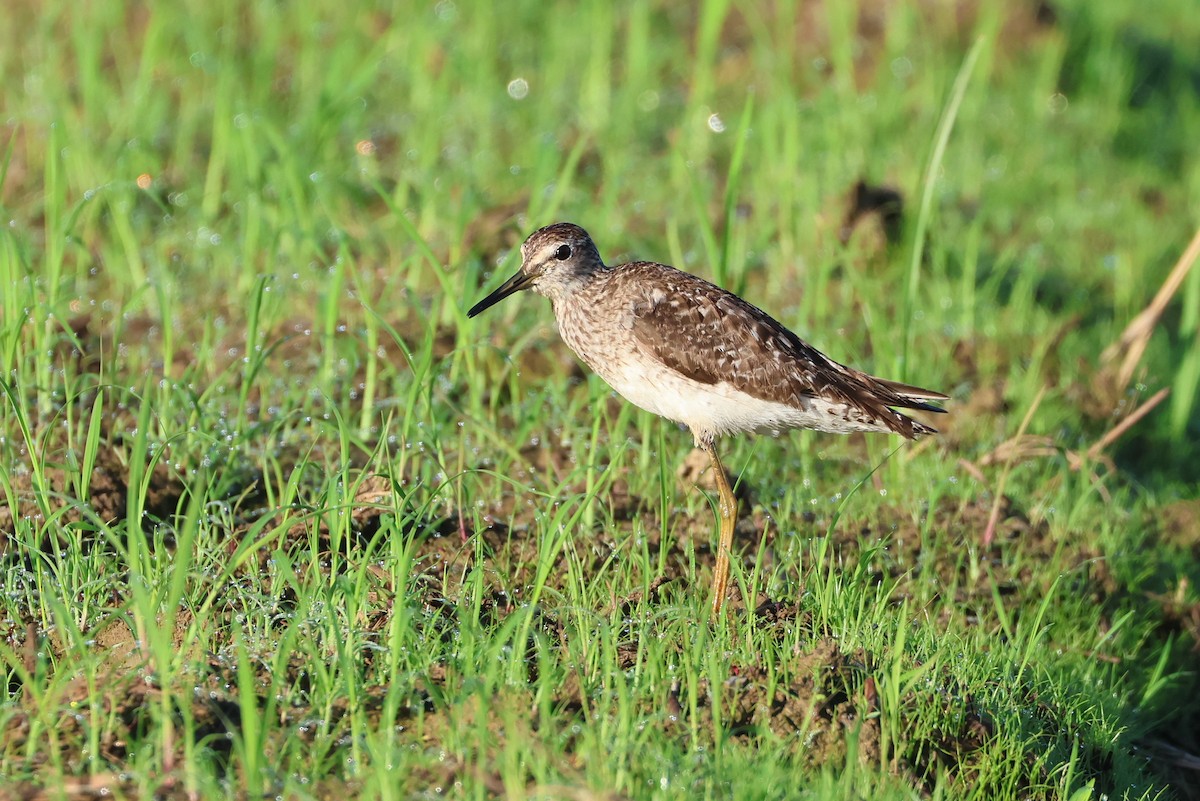 Wood Sandpiper - ML646032996