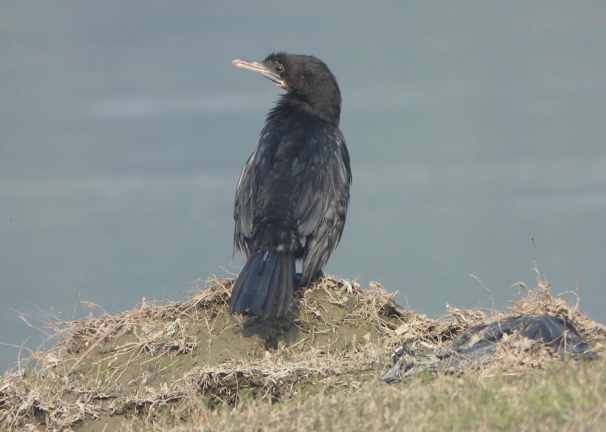 Little Cormorant - ML646032997