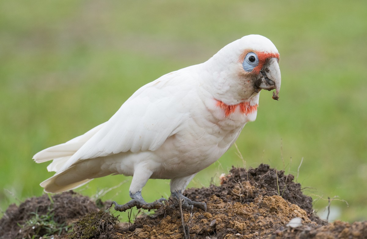 Long-billed Corella - ML646032998