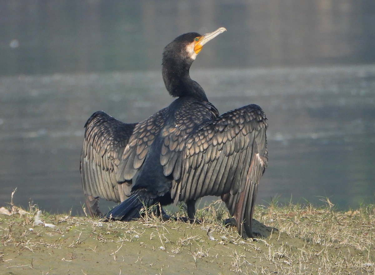 Great Cormorant - ML646032999