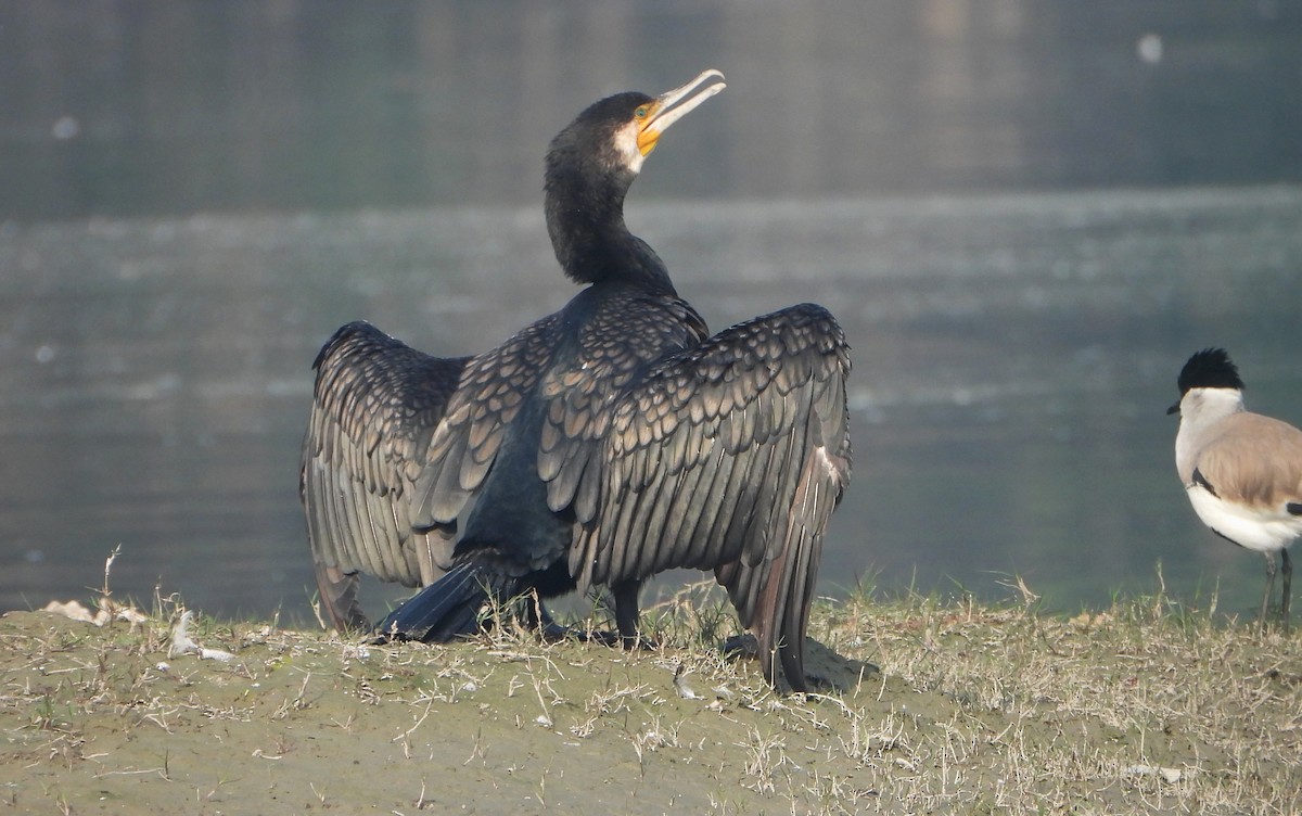 Great Cormorant - ML646033000