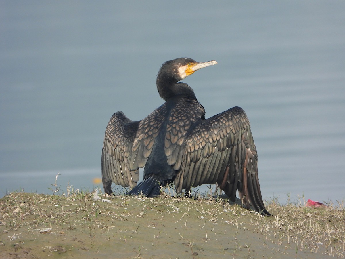 Great Cormorant - ML646033001