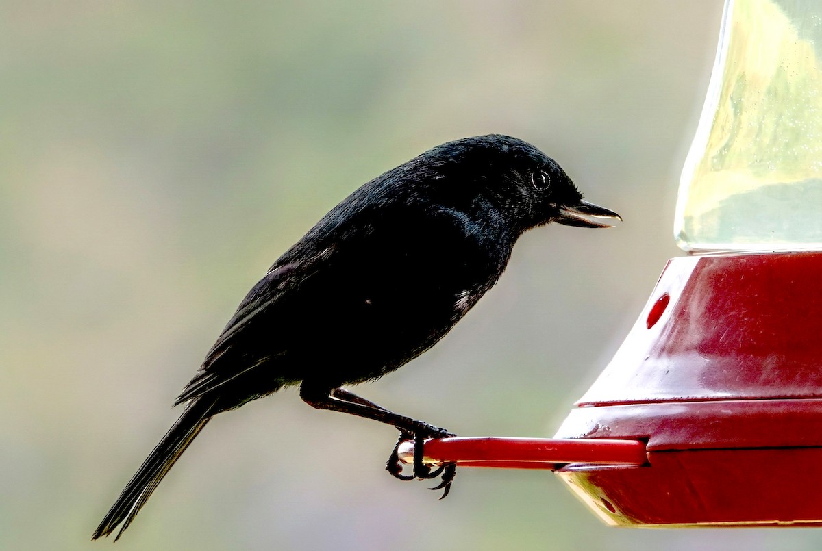 Glossy Flowerpiercer - ML646033002