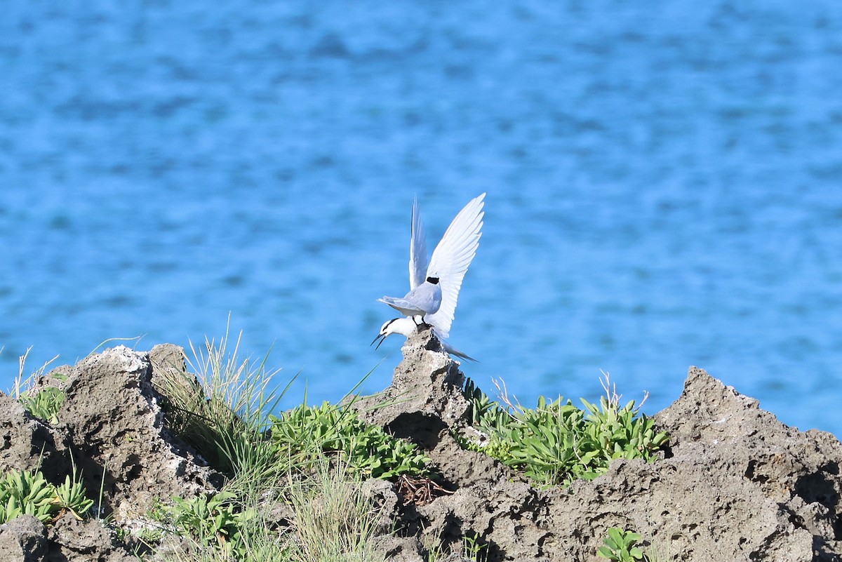 Black-naped Tern - ML646033003