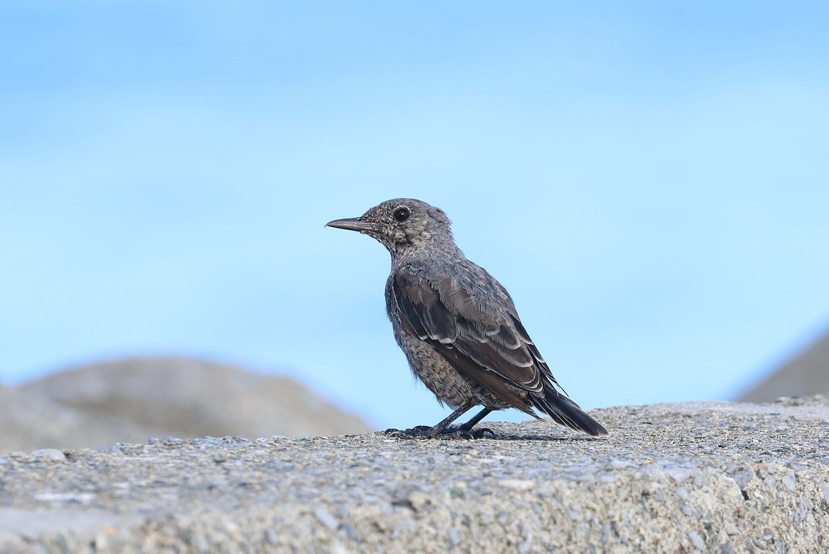 Blue Rock-Thrush - ML646033004
