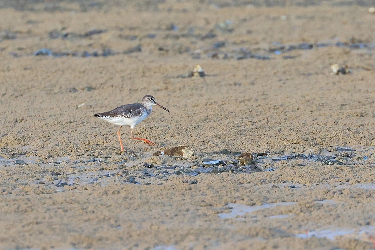Common Redshank - ML646033005