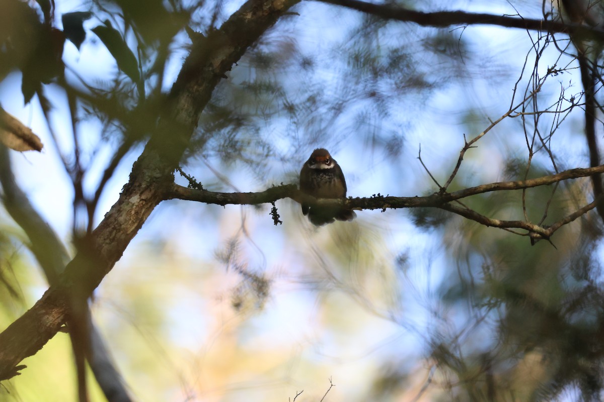 Australian Rufous Fantail - ML646033009