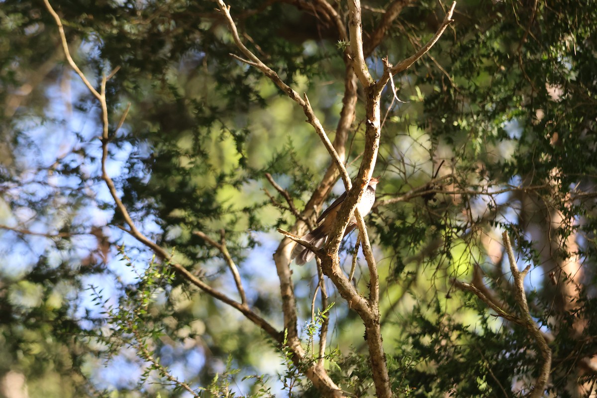 Australian Rufous Fantail - ML646033011